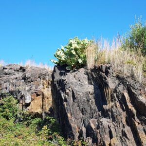 The coastal path